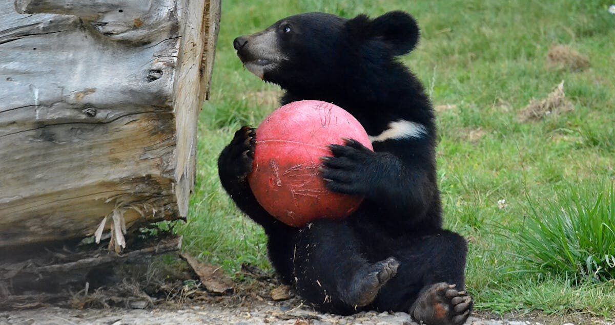 Mangroves et bolongs du Delta du Saloum au Sénégal